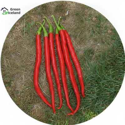Picture of Chili seeds hot pepper chili bonsai tree-10 pce seeds