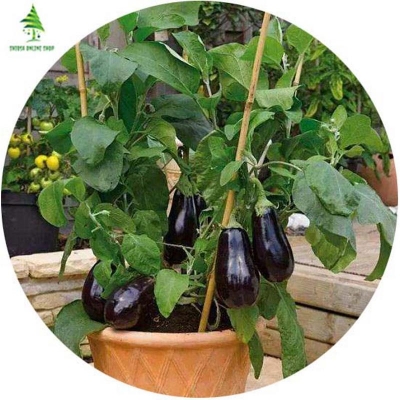 Picture of Natural black eggplant seed-10 pes seeds