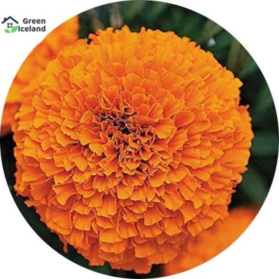 Picture of Natural Mergold Flower Seed-15 Peace Seeds