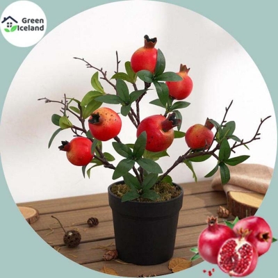 Picture of Pomegranate bonsai seed-20 pce seeds