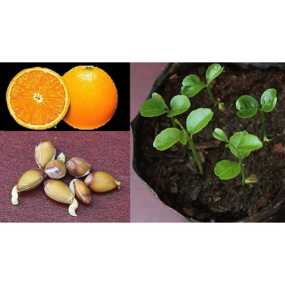 Picture of Edible dwarf orange tree garden-10 pc seeds