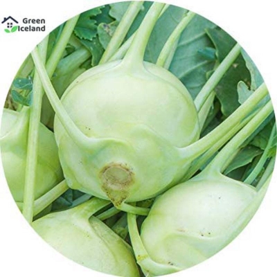 Picture of Kohlrabi vegetable seeds (olcopy seeds) - 200 + Peace Seed