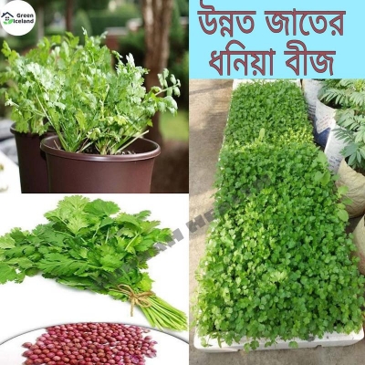 Picture of All seasonal coriander leaves-seed seeds