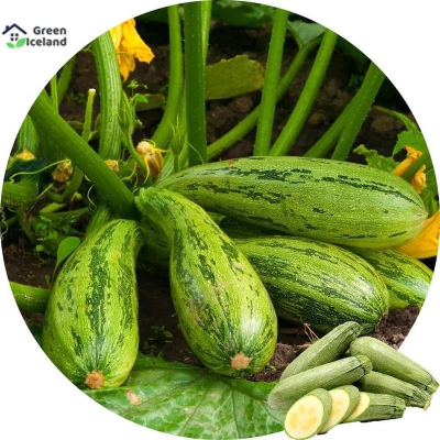 Picture of Rare garden Juchini Squash Seed-10 Peace Seeds