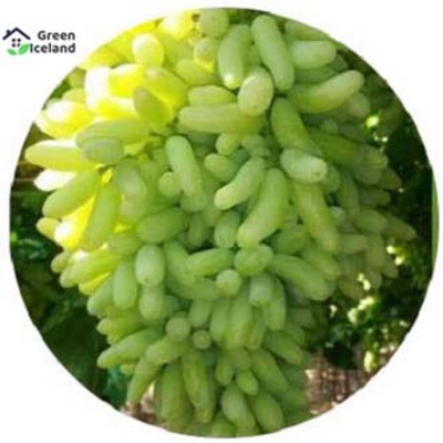 Picture of All season grape seed-20 pice seeds