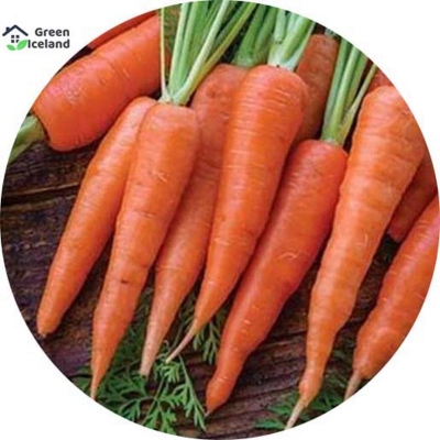 Picture of Carrot seeds (carrot seeds) - 100 pce seeds