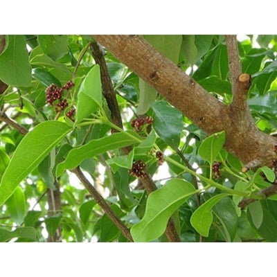 Picture of The seeds of blood sandal tree -05 pice seeds