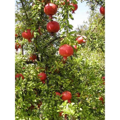 Picture of Vedana Fruit Bonsai Seed (Bedana Seed)- 20 Piece Seeds