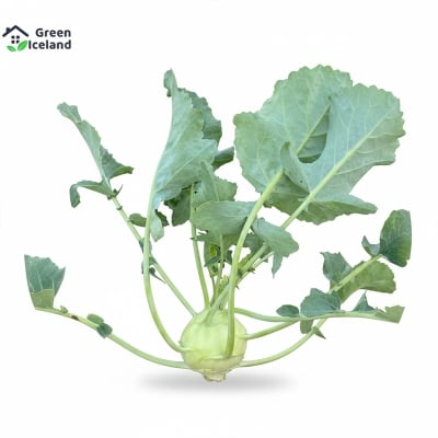 Picture of Olkopi/kohlrabi vegetable seeds (olcopy seeds) - 300 + piss seeds