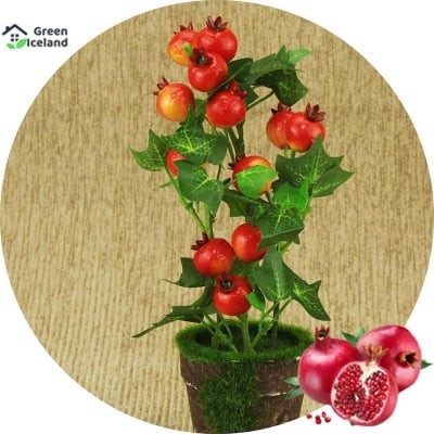 Picture of Organic pomegranate bonsai seeds (pomegranate fruit seeds)- 20 pes seeds