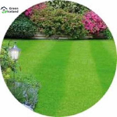 Picture of Rare Sports Field Grass Seed (Mahas Seed) - 200 + Peace Seeds