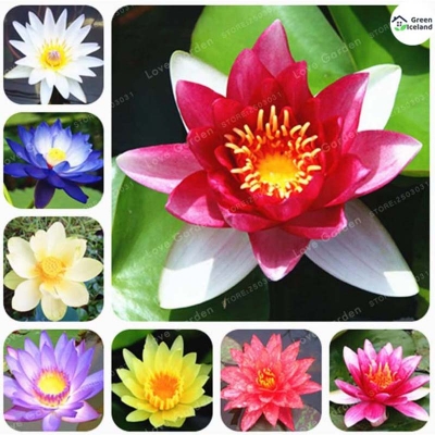 Picture of Naturally colored Padma Seed (Padmaful Seed) - 10 Piece Seeds