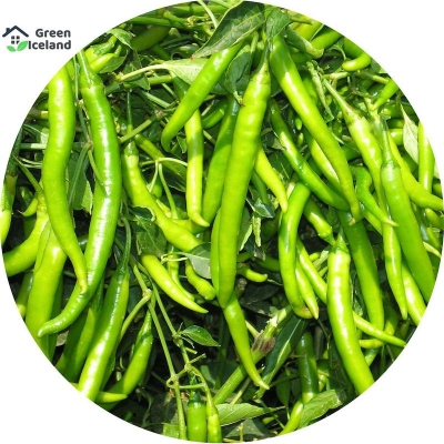 Picture of 10 Piece natural green pepper seeds (chilli seeds)