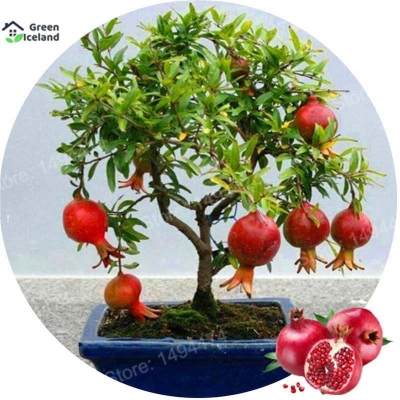 Picture of Global pomegranate bonsai seed-20 pce seeds