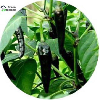 Picture of 10 pieces of natural spicy black pepper seeds