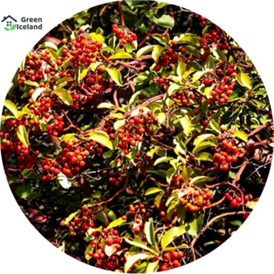 Picture of 5 Piece Seeds of Blood Chandan Trees of All Season (Blood Chandly Seeds)