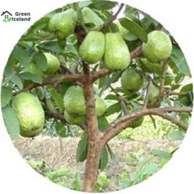 Picture of Thai -7 Guava Seeds (Pora Seed) - 20 Piece Seeds