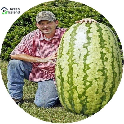 Picture of 10 Peace Global Lazy King Watermelon Seeds