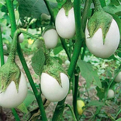 Picture of White round eggplant vegetable semenette plant eggplant vegetables solanum melonzena-20 pce of seeds