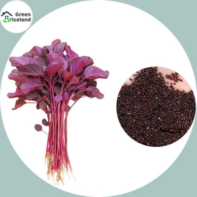 Picture of Organic red herbs/red feather seed -1000 pc seeds