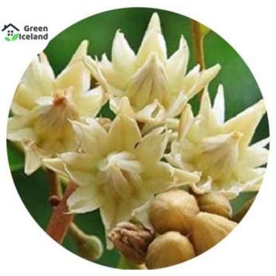 Picture of 10 Piece All Season Bucks/Bad Flower Seeds (Bakul Flower Seeds)