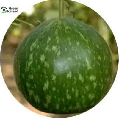 Picture of Round Lau/Lau Seed (Round Lau Seed) - 10 Piece Seeds