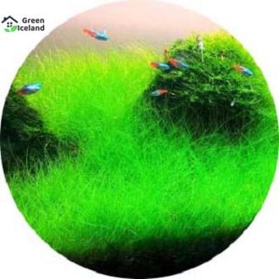 Picture of All season aquarium green grass seed-seed-20 piece seeds