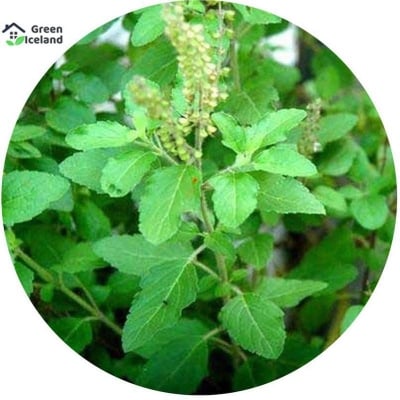 Picture of 15 Piece Basil/Tulsi Seed (Tulsi Seeds) of all season