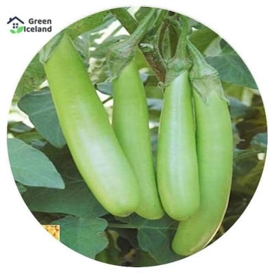 Picture of 10 PCS Natural Long Brinjal Seeds (Long Eggplant Seeds)