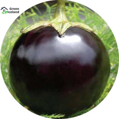 Picture of 20 PCS Global Black Eggplant Seeds (Black Eggplant Seed)