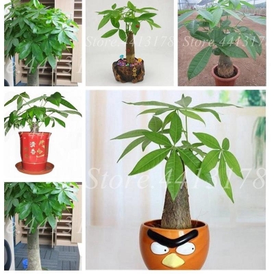 Picture of Diffen Bachia Bonsai Home Tree Plant Rare Indoor Bonsai Plantas Garden Pot Bonsai Perennial Lucky Bonsai Plant-20pcs Seeds