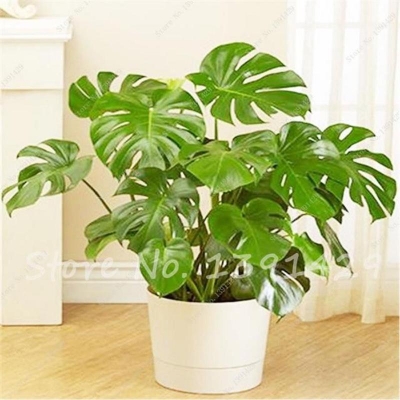 Picture of 50 pc rare palm turtle leaves Montera Bonsai Outdoor Outdoor Plant Tree Bonsai Mix Home perennial Tree Flower-50pcs Seeds
