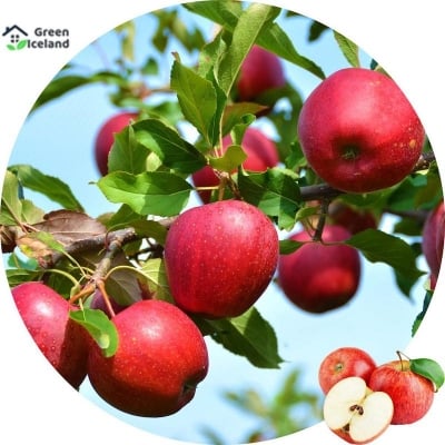Picture of 20 pieces of natural poted apple seeds
