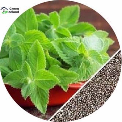 Picture of 100 PCS Global Pudina / Mint Seeds (Mint Leaf Seeds)