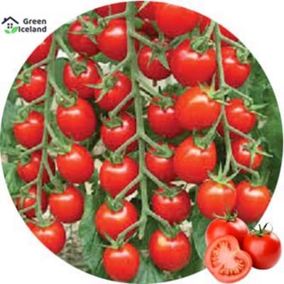 Picture of 30 Piece Edible Climbing Tomato Bonsai Seeds