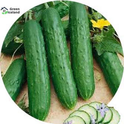 Picture of Natural Cucumber Seed (Sasha Seed) - 30 Piece Seeds