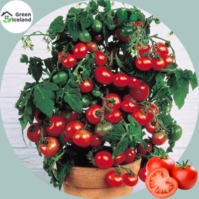 Picture of 20 pieces of natural sweet tomato bonsai seeds