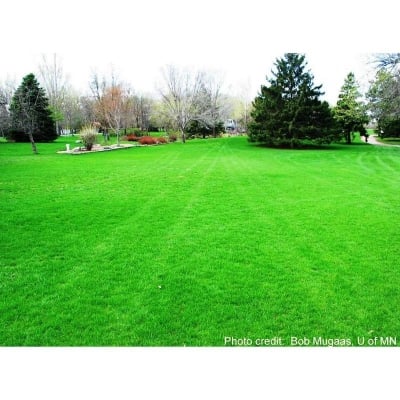 Picture of The seeds of the lawn grass-200pcs
