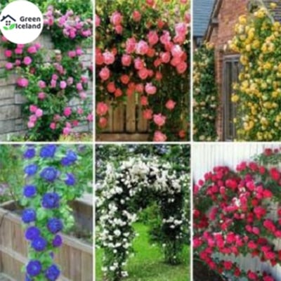 Picture of Organic Bugenvilia Mini Tree Seed-5 Piece Seeds