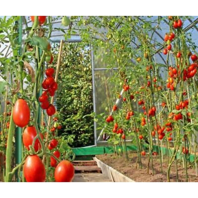 Picture of Gold cherry tomato seed -30 pice seeds