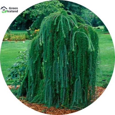 Picture of 5 pieces of natural weed tree seeds