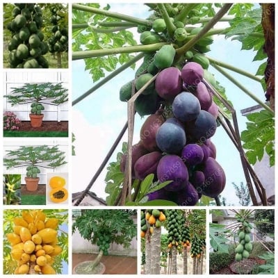 Picture of Fruit bonsai plant yellow gold papaya tree creepy fruits unique rare home garden plants and seeds easily grow-10pcs seeds