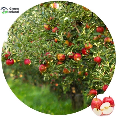 Picture of Global apple bonsai seed-20 pce seeds