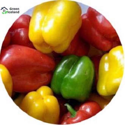 Picture of 10 Piece natural mixed color capsicum seeds (capsicum seeds)