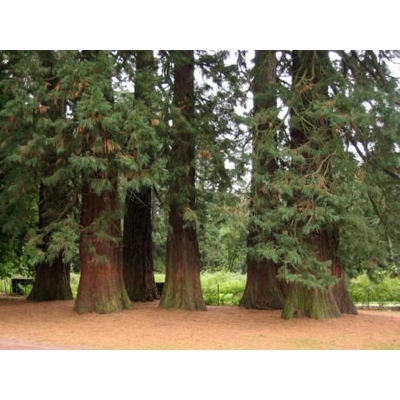 Picture of Belgium tree seed -10 pice seeds