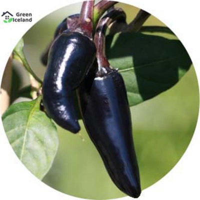 Picture of Spicy black pepper-seed-20 piece seed