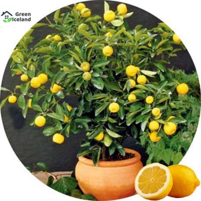 Picture of Seeds of all the season-5 pes seeds of lemon lemon tree