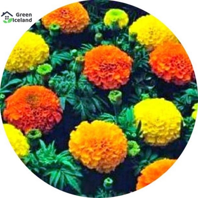Picture of Natural Mergold Flower Seeds (Pile Flower Seeds) - 15 Piece Seeds