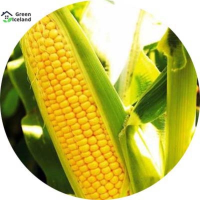 Picture of 30 Piece natural yellow sweet corn seeds (corn seeds)