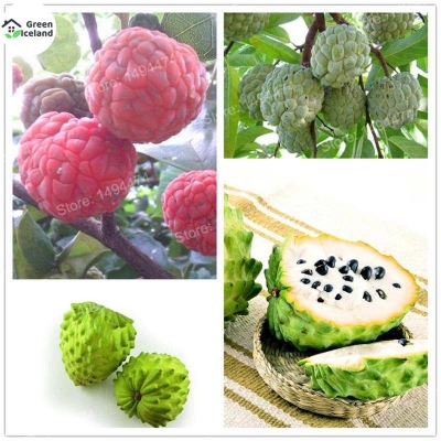 Picture of Sugar Free Custard Apple Seed -20 Piece Seed